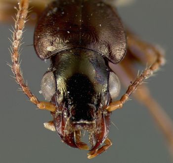 Media type: image;   Entomology 19534 Aspect: head frontal view